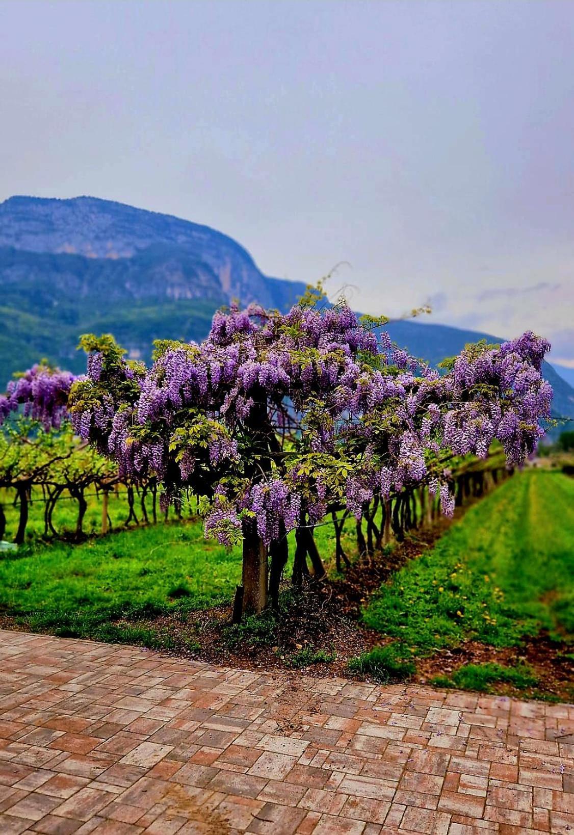 Farm stay Antico Fienile Agritur Mezzocorona